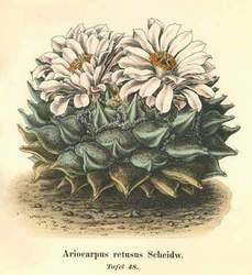 Ariocarpus retusus Scheidw.