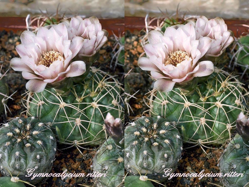 Кактусы - фото, виды и названия Род Гимнокалициум - Gymnocalycium