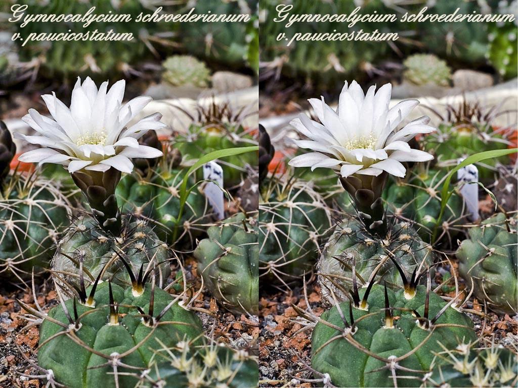 Кактусы - фото, виды и названия Род Гимнокалициум - Gymnocalycium