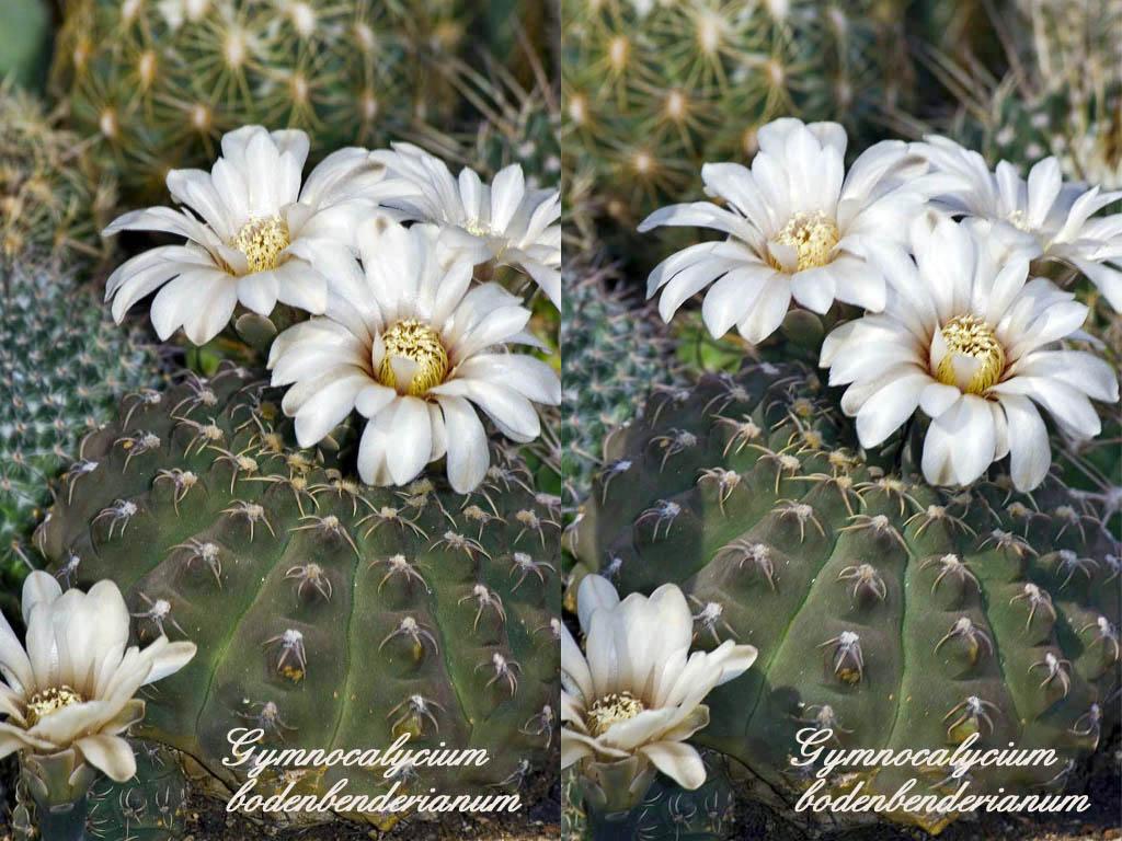 Кактусы - фото, виды и названия Род Гимнокалициум - Gymnocalycium